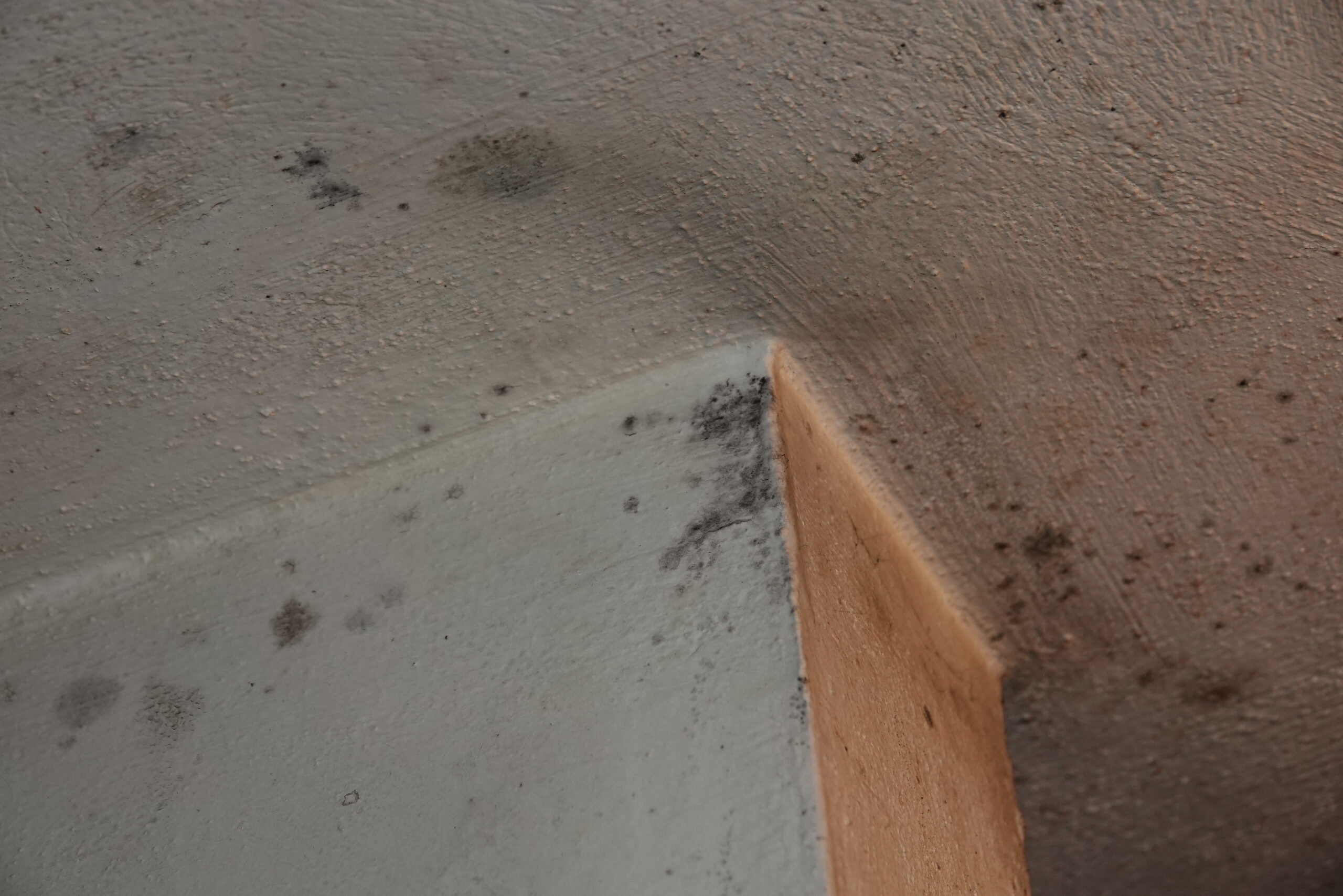 How to Prevent Mildew in Your Home: Tips and Strategies