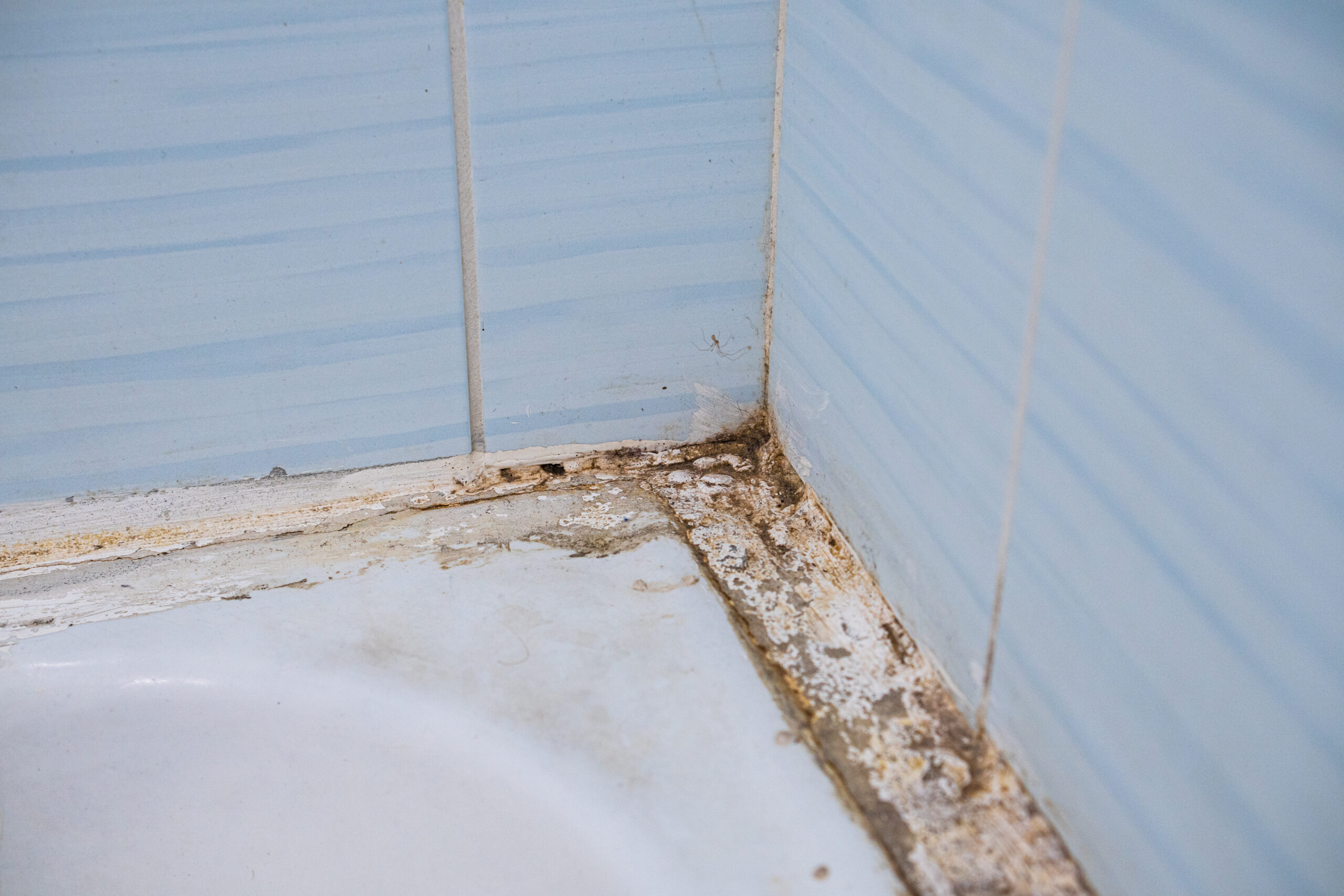 Effective Steps for Cleaning Mildew in Your Shower